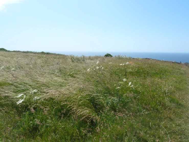 grass and weeds growing on a large hill