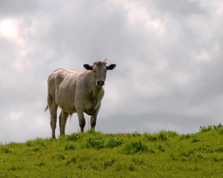 there is a cow standing on the side of a hill