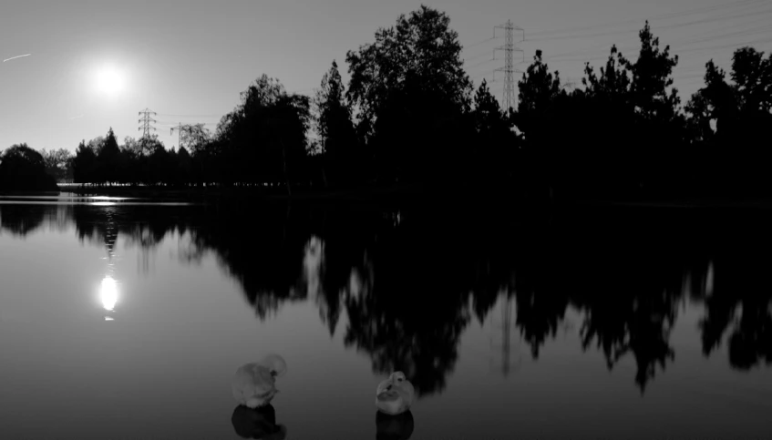 two ducks in black and white are swimming in the water