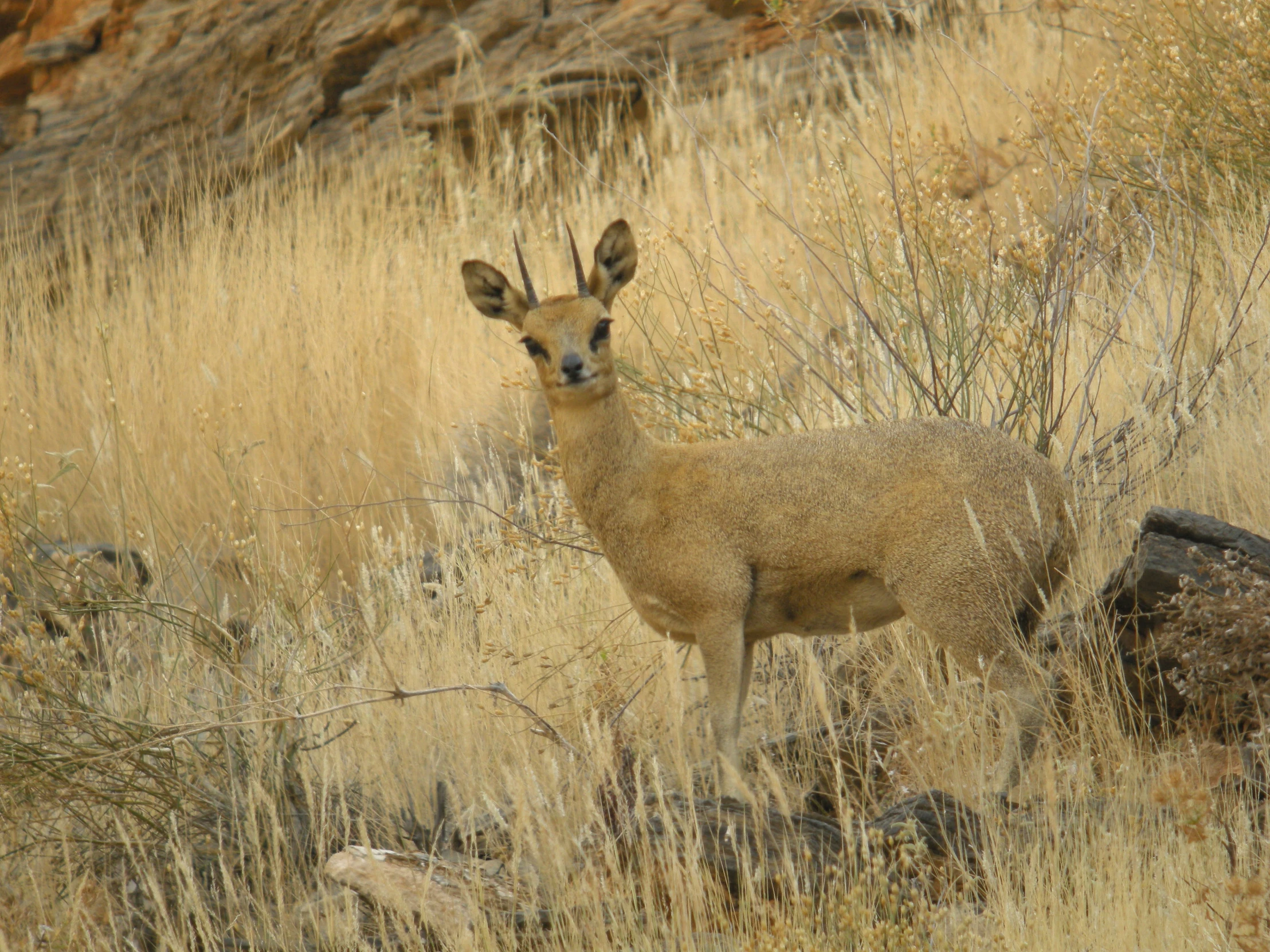 a deer standing in tall grass next to rocks