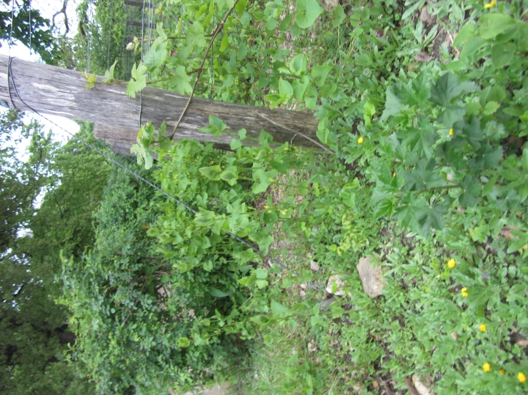 there is some plants next to a telephone pole