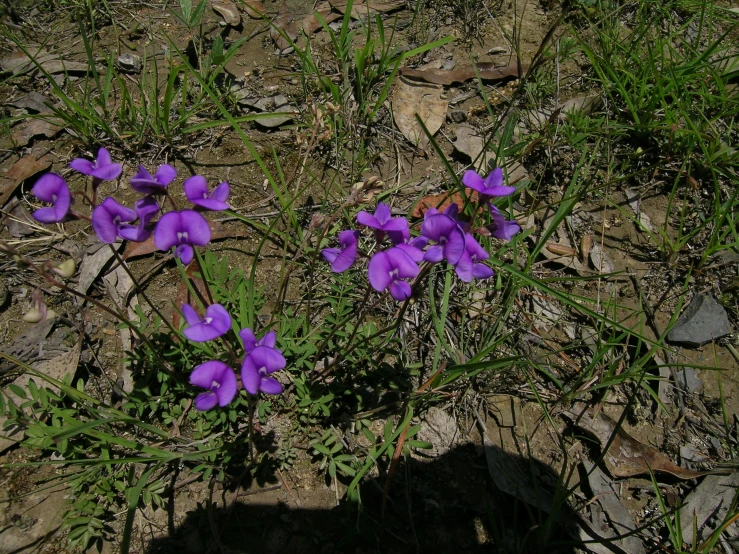 a bunch of purple flowers sitting in the grass