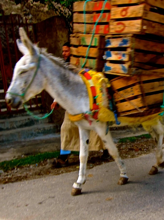 small horse wearing bright colored decorations next to wooden boxes