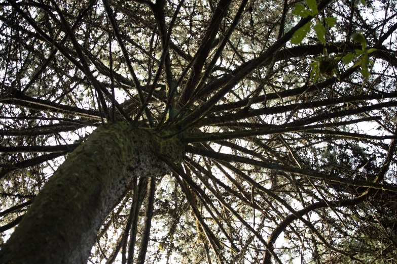 the tree top is very tall and green