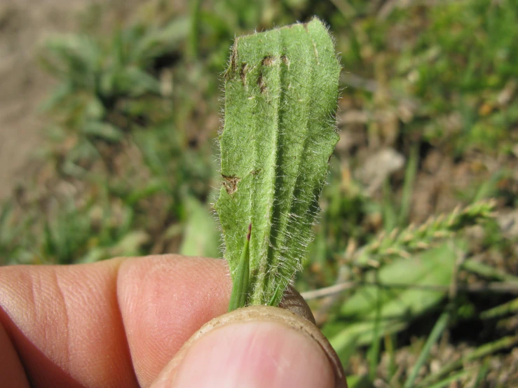 this is an up close s of the end of a tiny plant