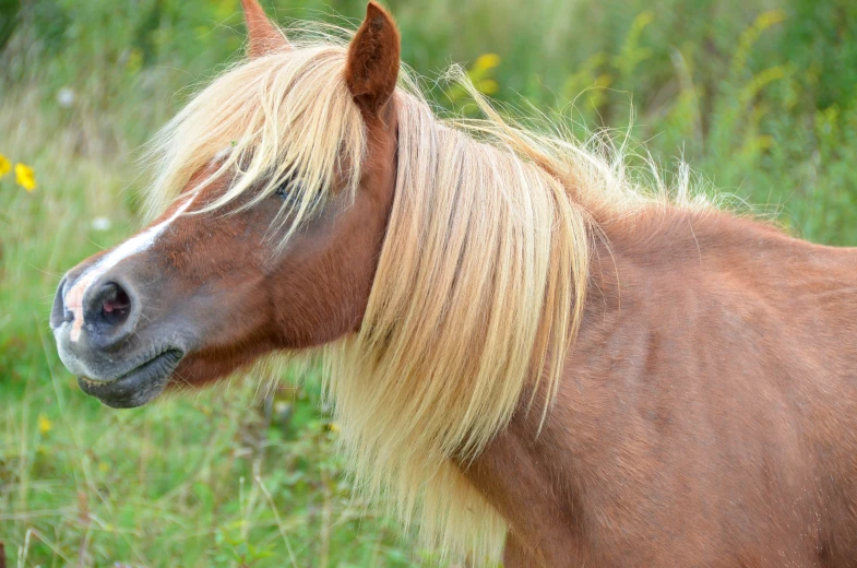 a very long blonde pony in a grassy field