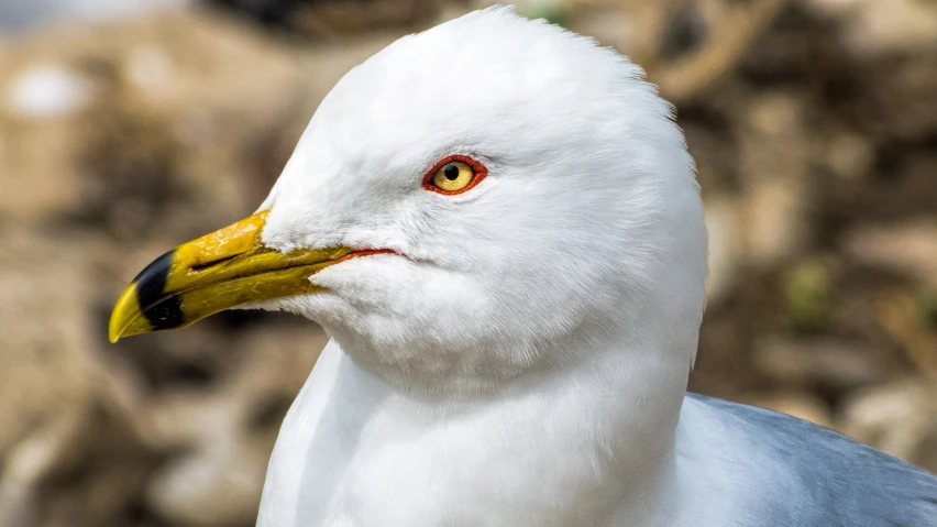 a bird with orange eyes staring at the camera