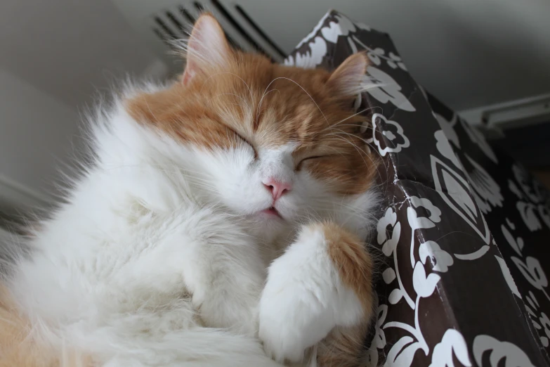 a fluffy white and orange cat sleeping on top of a curtain