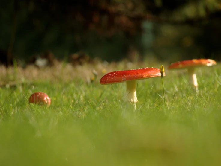 small mushrooms are scattered in the grass, some red