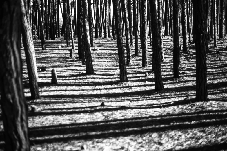 black and white po of trees in the woods