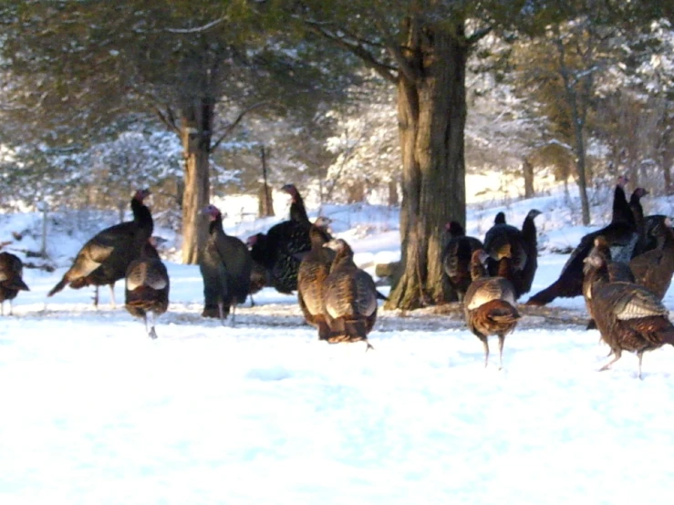 many turkeys are in the snow next to a tree