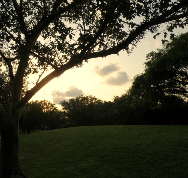 a lone tree is silhouetted against the sun setting in a grassy area