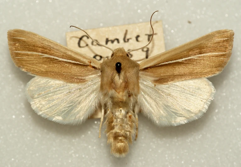 this is a close up view of a moth on a wall