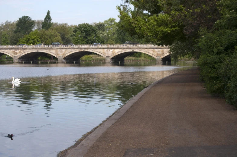 swans are floating in a river next to a bridge