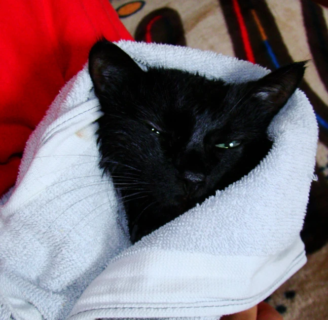 a close up of a cat sitting on a towel