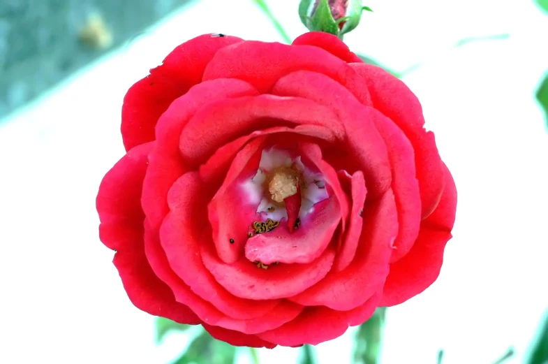 a red rose with some tiny bugs in its middle