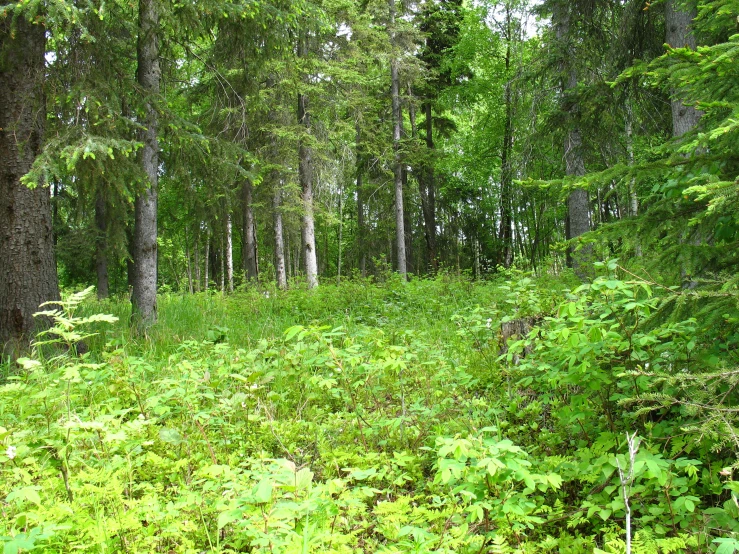 this is an image of a forest area