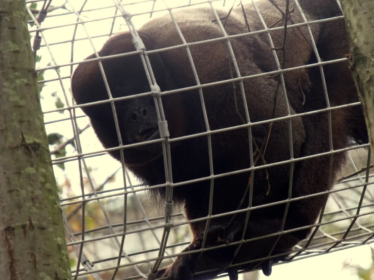 a monkey is sitting inside of a cage at the zoo