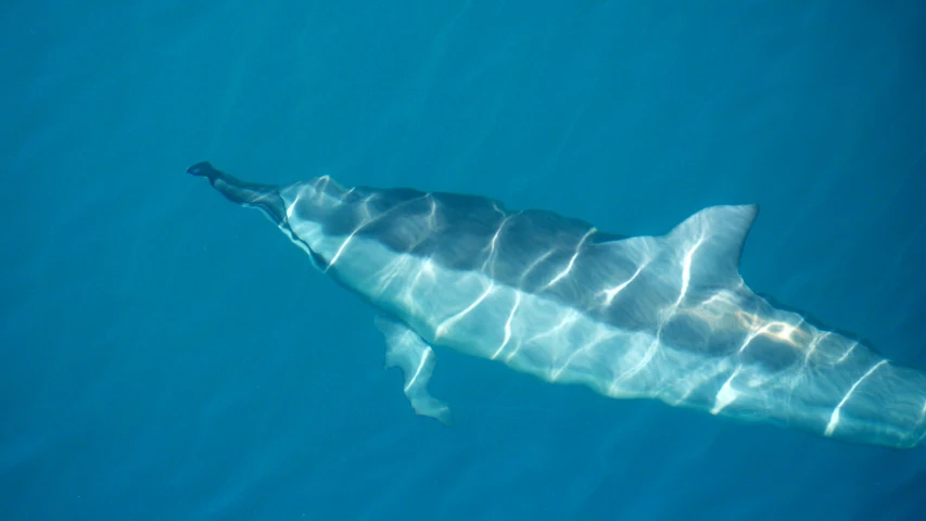 a very big shark that is swimming in the water