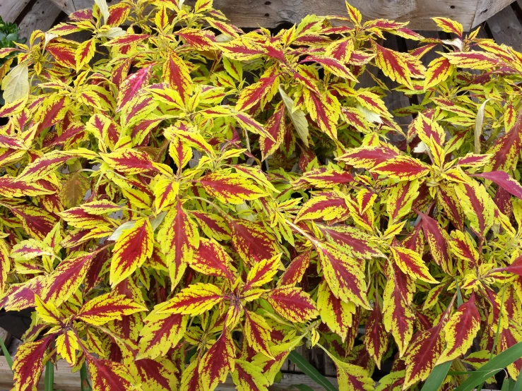 red and yellow leafed plant with green and white stems