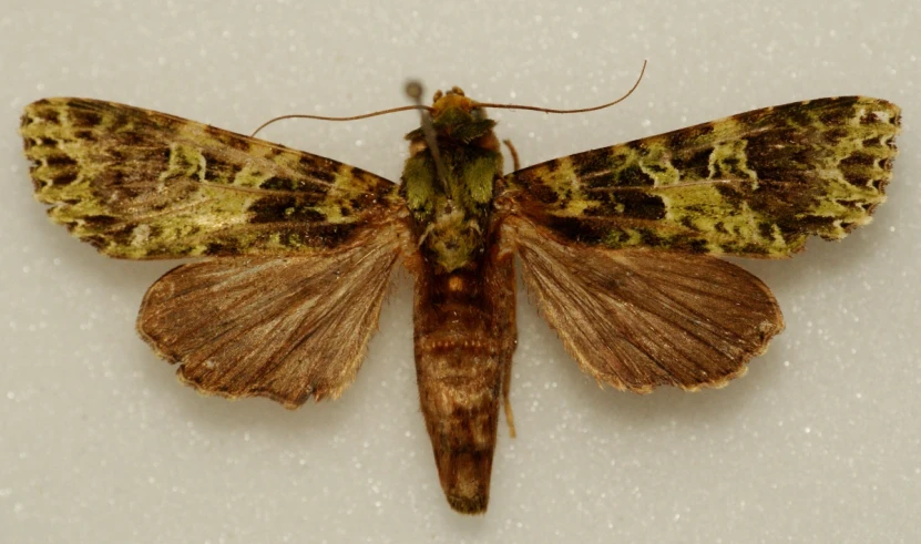 the brown and yellow insect is sitting on the white table