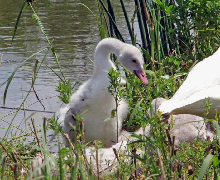 this is a swan with its baby near some grass