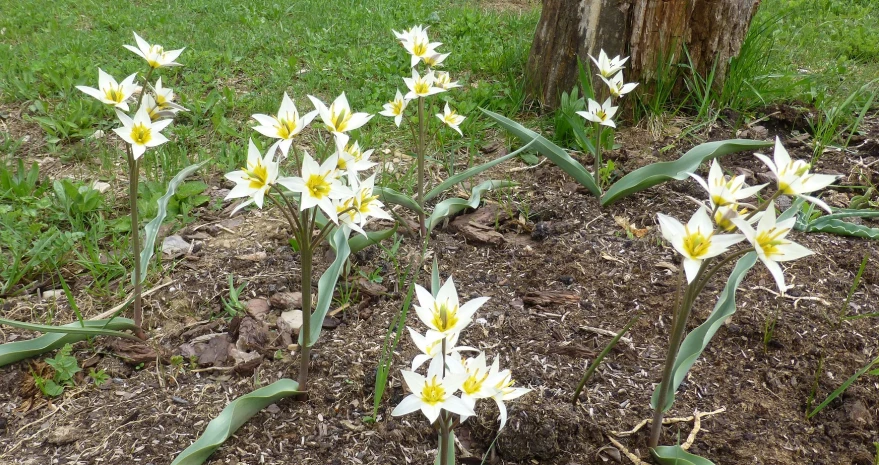 a group of flowers with some white and yellow in the grass