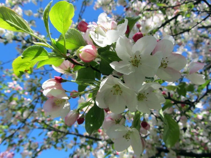 some beautiful white flowers on the tree outside