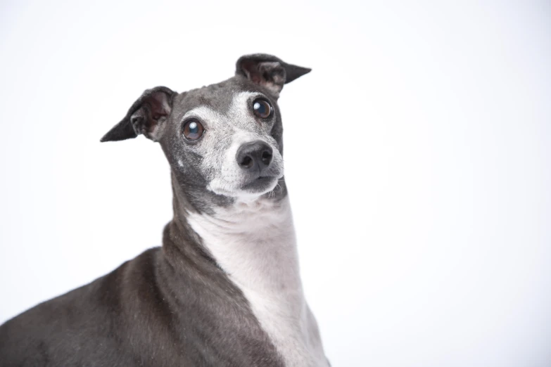 a black and white dog staring ahead while wearing a collar