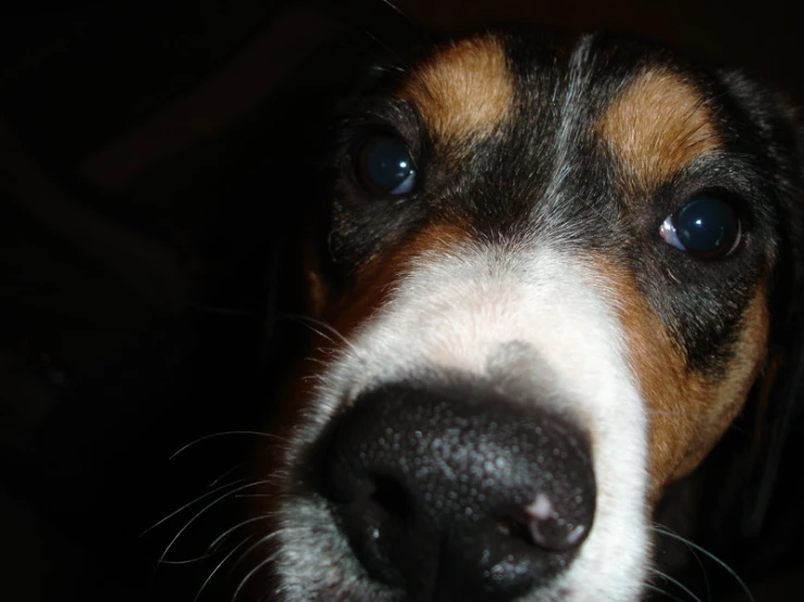 a close - up view of a dog's nose