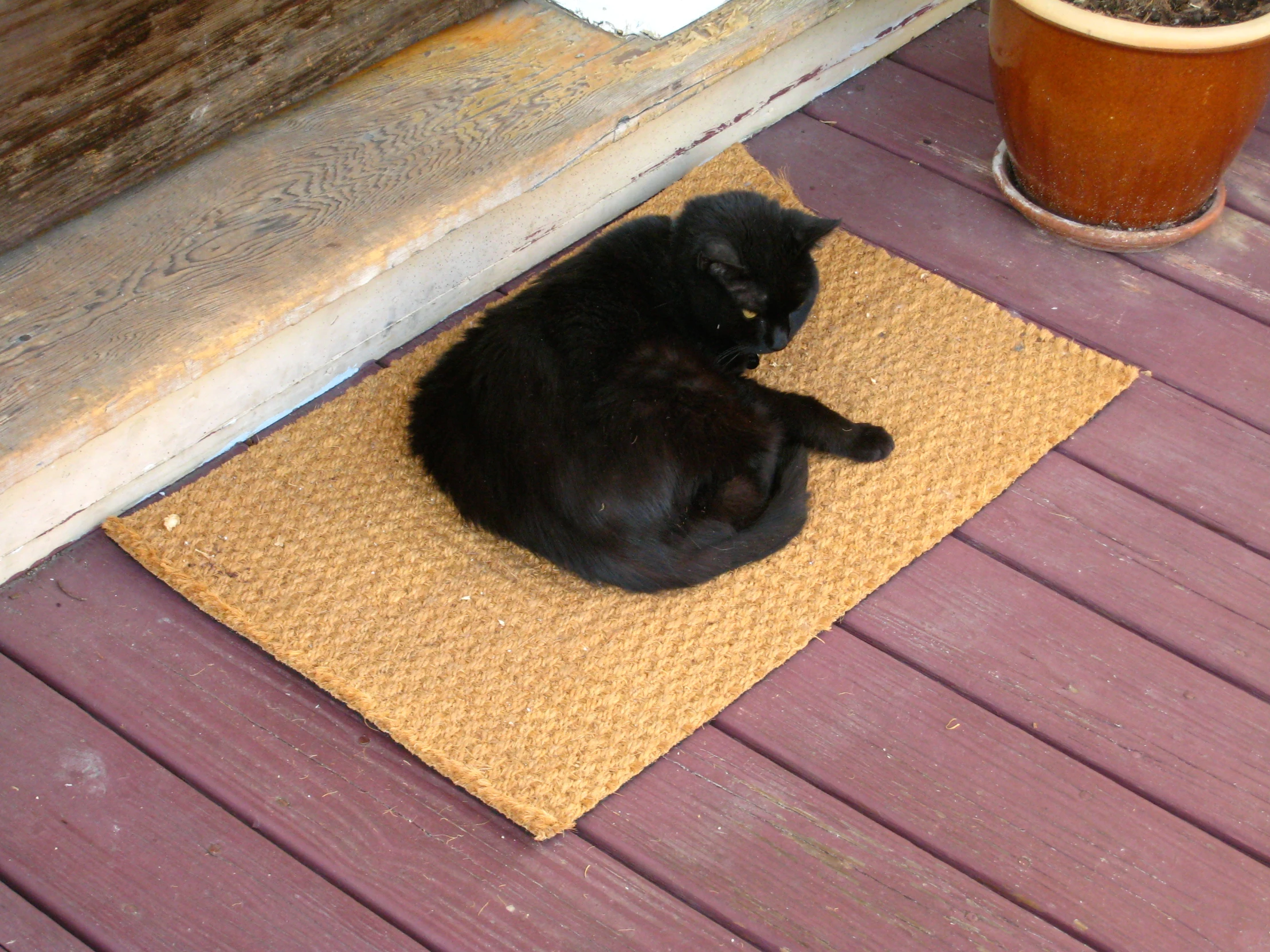 a black cat sitting on top of a rug in the floor