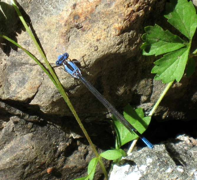 a blue flower sits on the rocks outside