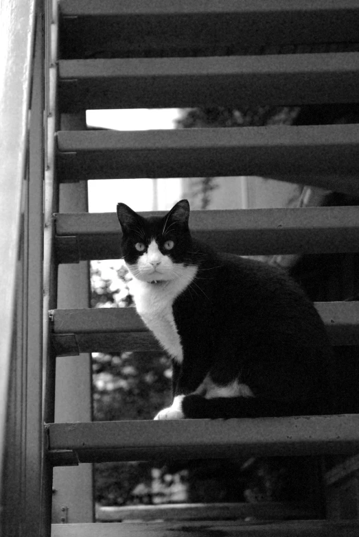 a cat sitting on top of stairs looking around