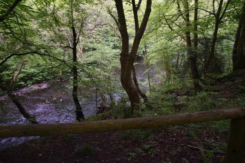 a small stream and some very tall trees