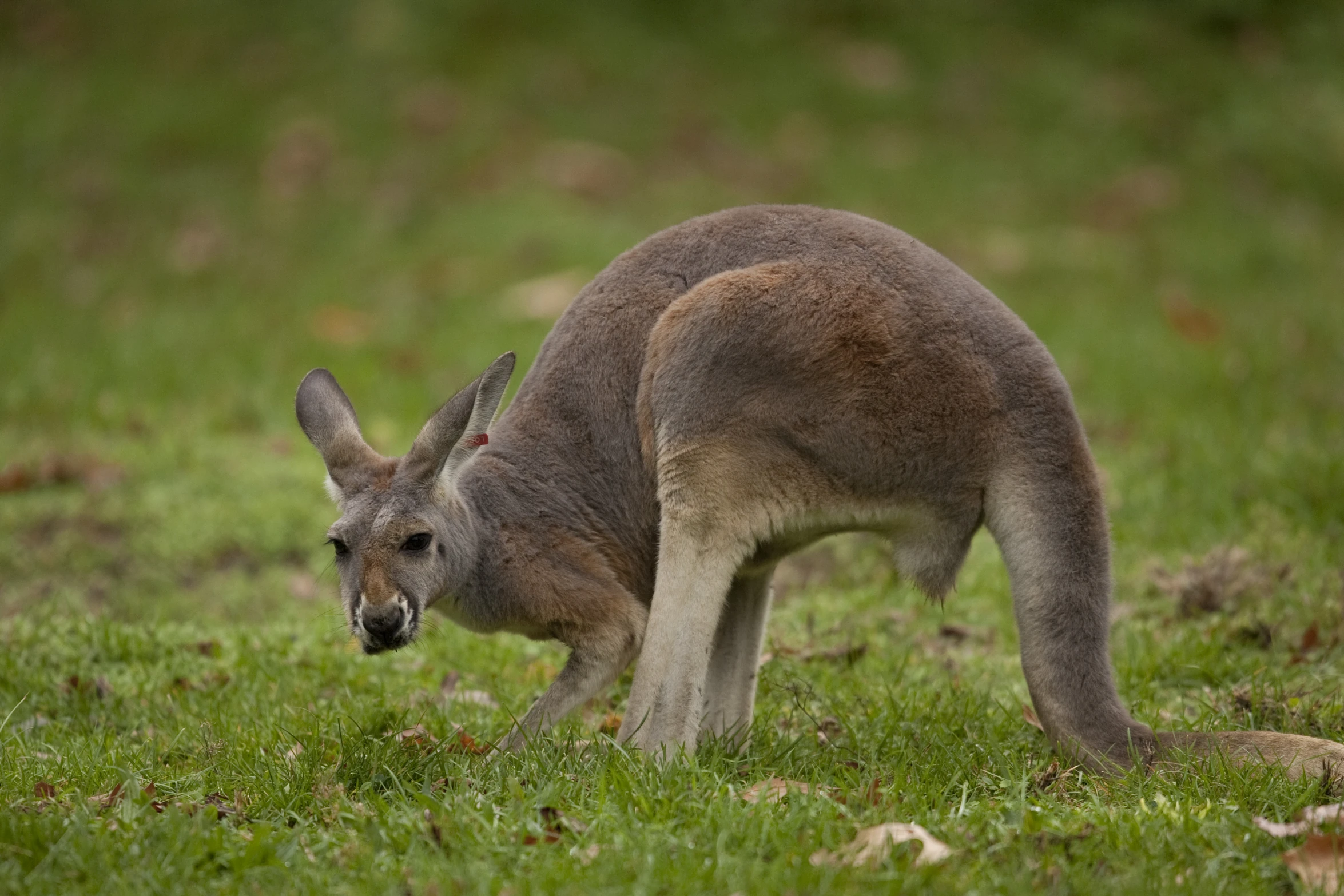 a kangaroo is in a grassy area looking at soing