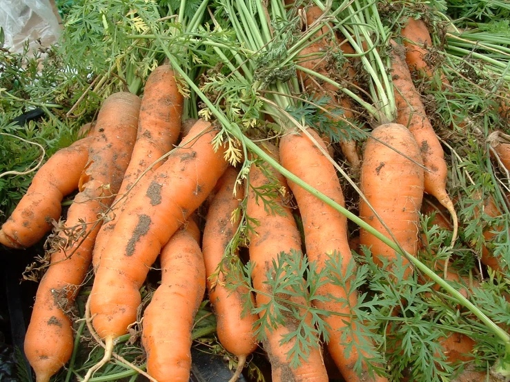 there is a large bunch of carrots that are in the bush