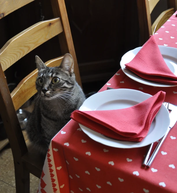 a cat sitting on top of a table next to some chairs