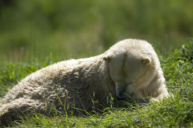 the white polar bear cub is laying down on the grass