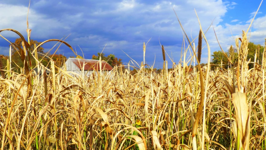 a wheat field with tall dry grasses