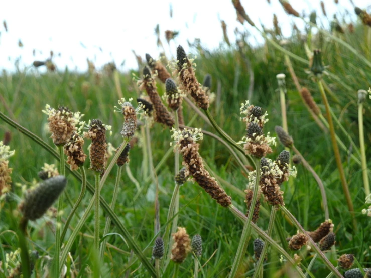 the field has very long grass and brown flowers