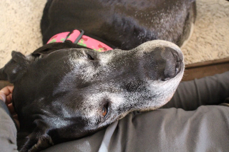 a large black dog sleeping on a man