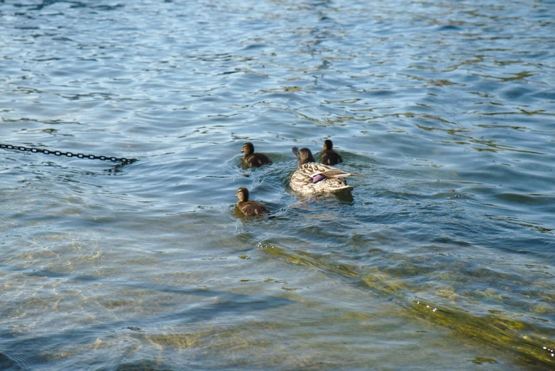 some ducks are in the water and a chain is hanging over them