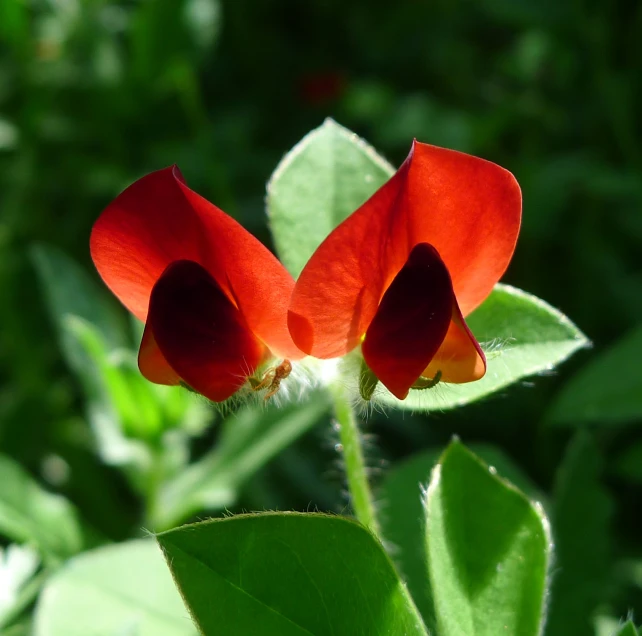 two red flowers are blooming in the sunshine