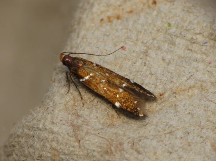 a brown bug with white dots on the body of it