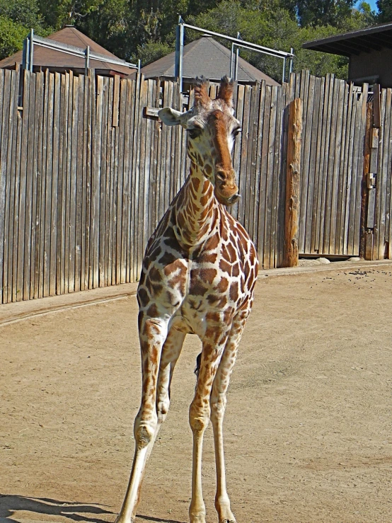 a giraffe stands in an empty fenced in area