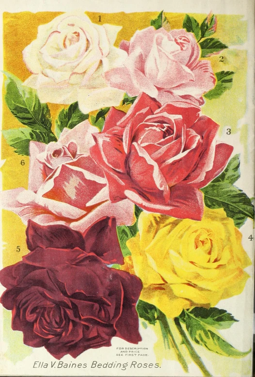 an old time roses are shown in red, yellow, and pink