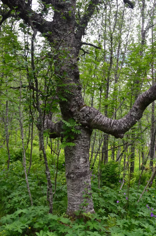 this is an image of a twisted tree in the forest