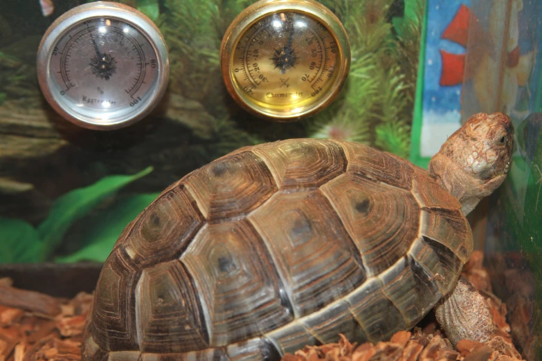 a close - up of two turtle in front of some water