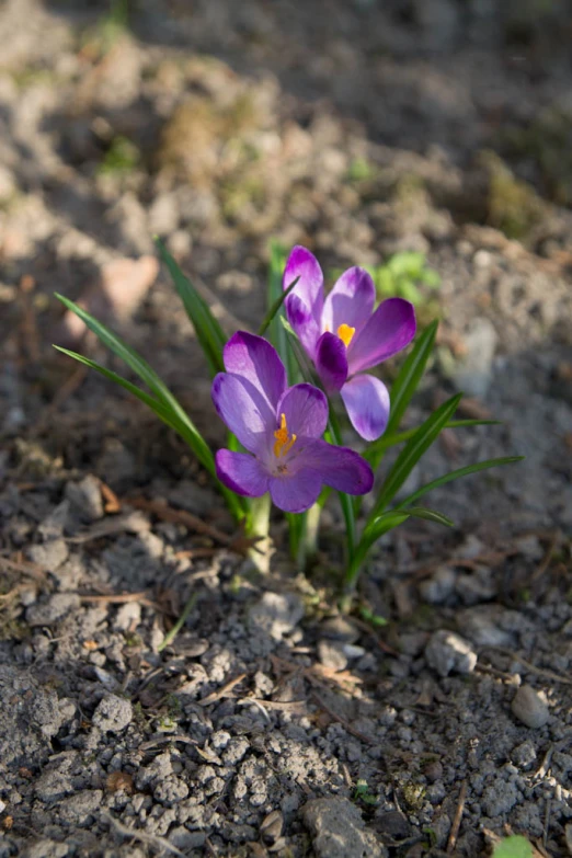 purple flowers that are growing out of the ground