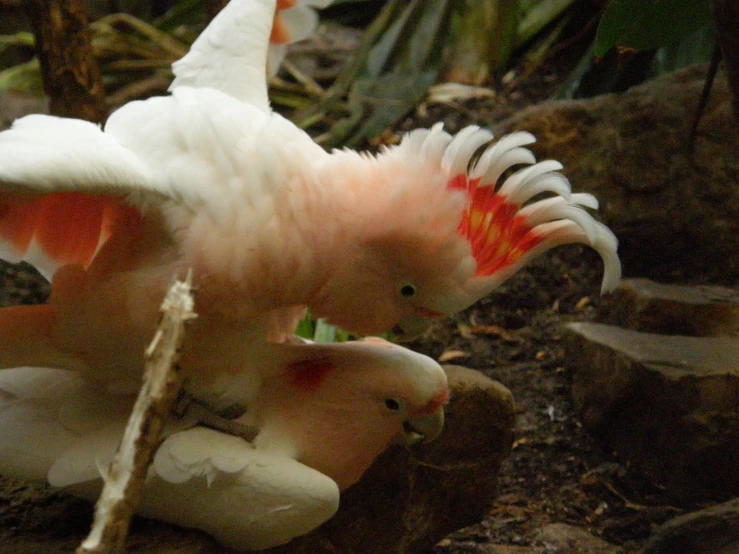 a bird with feathers on it's back sitting in front of another bird